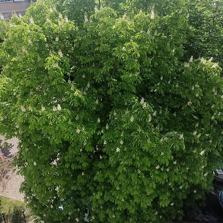 Aurora Near Center منزل للإقامة سبليت